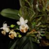 Phalaenopsis parishii var lobbii