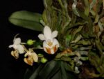 Phalaenopsis parishii var lobbii