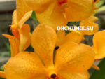 Ascocenda Princess orange