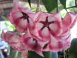 Hoya archboldiana pink