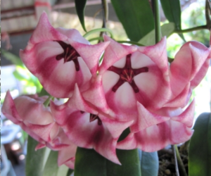 Hoya archboldiana pink