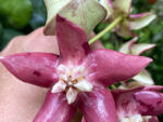 Hoya imperialis