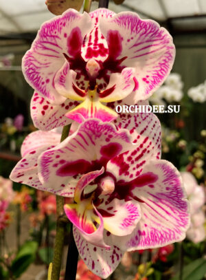 Phalaenopsis PH 418 butterfly peloric