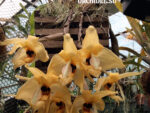 Stanhopea anfracta