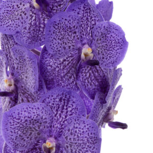 Vanda Sunanda Lavender Sprinkles