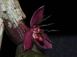 Bulbophyllum davidii — изображение 2