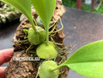 Bulbophyllum sect.Hirtula