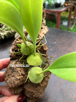 Bulbophyllum sect.Hirtula