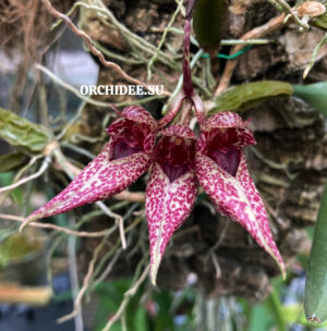 Bulbophyllum sp.