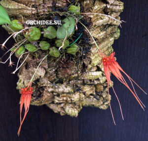 Bulbophyllum sridithii — изображение 2