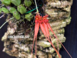 Bulbophyllum sridithii