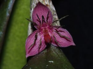 Bulbophyllum davidii