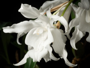 Coelogyne cristata var. hololeuca