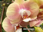 Phalaenopsis PH 419 Zeus OX 3010