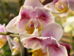 Phalaenopsis PHM 227 butterfly peloric