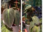 Philodendron scandens Micans