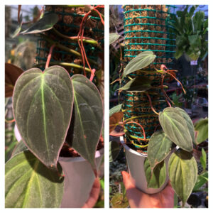 Philodendron scandens Micans