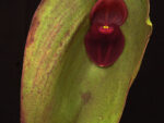 Pleurothallis gargantua dark