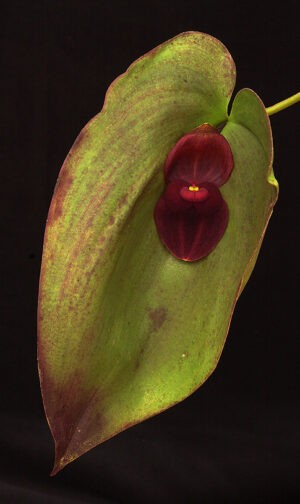 Pleurothallis gargantua dark