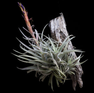 Tillandsia harrisii — изображение 2