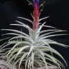 Tillandsia harrisii