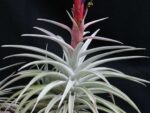 Tillandsia harrisii
