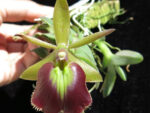Epidendrum Panama Ruby