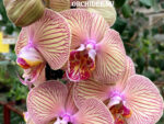 Phalaenopsis PH 134