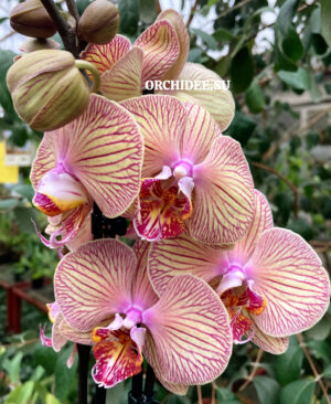 Phalaenopsis PH 134