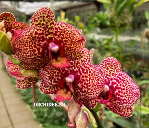 Phalaenopsis PHM 228