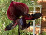 Paphiopedilum Maudiae Vinicolor dark
