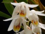 Сoelogyne stricta