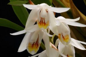 Coelogyne stricta