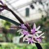 Scaphyglottis crurigera