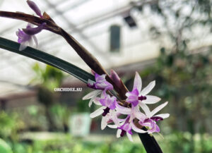 Scaphyglottis crurigera